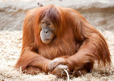 Orangutan