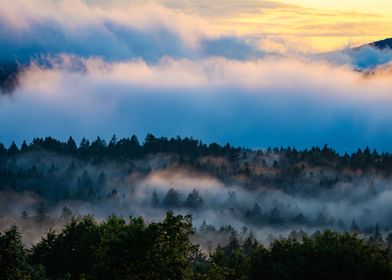 Summer Sunset Forest