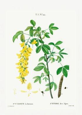 Common laburnum