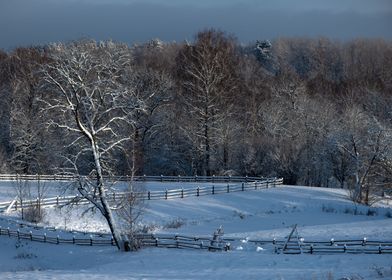 Winter nature