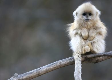 Golden Snub Nosed Monkey