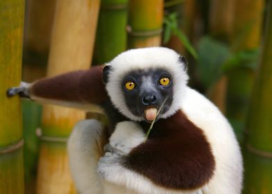 Lemur