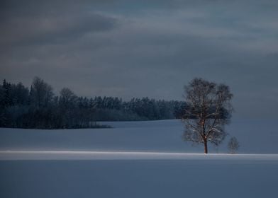 Blue winter landscape tree