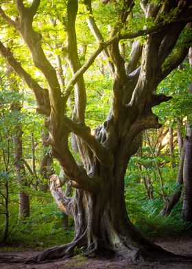 Old Tree in the Light