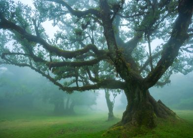 Foggy Fanal Forest