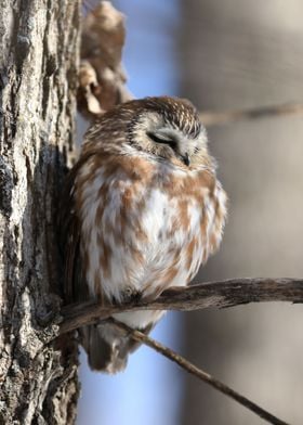 Sleeping Saw Whet Owl