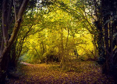 Nature Frame