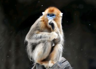 Golden Snub Nosed Monkey