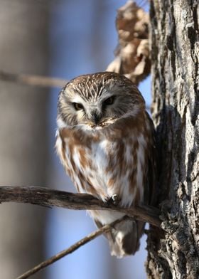 Alert Saw Whet Owl