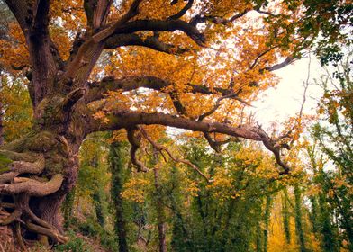 Autumn Tree on a Stroll