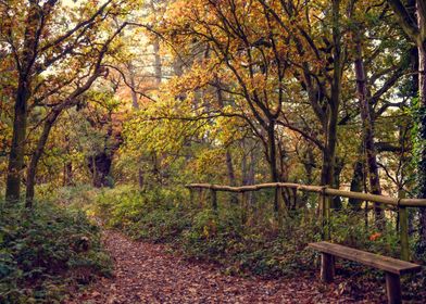 A Bench under the Trees