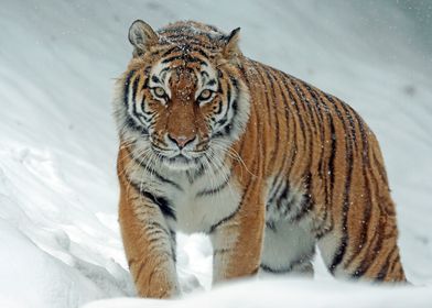 snow tiger