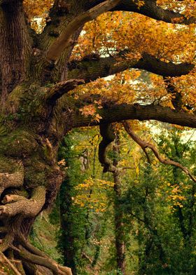 Spooky Autumn Tree