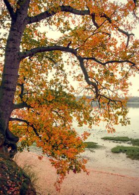 Autumn Tree and River