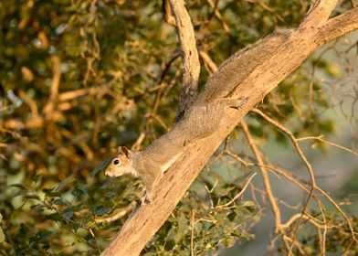 Gray squirrel in a tree