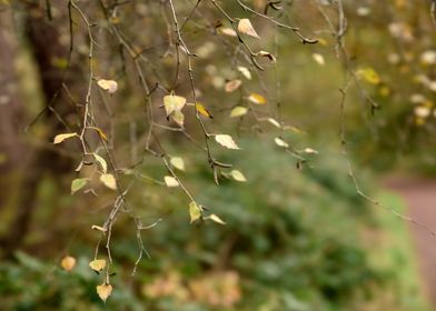 Last Autumn Leaves