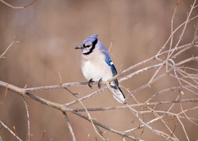 Blue jay perching in tree