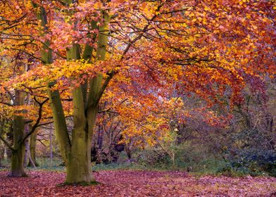 English Autumn