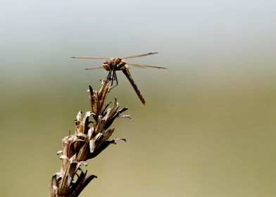 Dragonfly close up