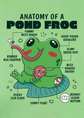 Pond Frog Anatomy