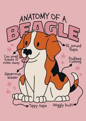 Beagle Anatomy