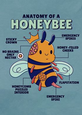 Honeybee Anatomy