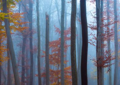 Autumn Forest