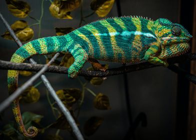 green gecko eco
