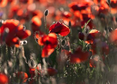 Red poppie field