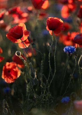 Red poppie field