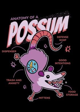 Possum Anatomy