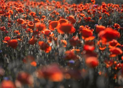 Red poppie field