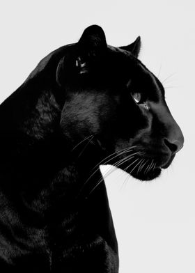 Panther