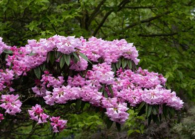Rhododendron Argyrophyllum