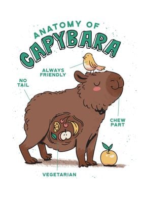 Capybara Anatomy