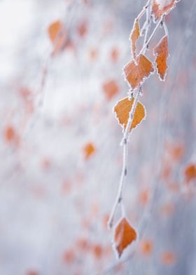 Frozen winter tree leaves