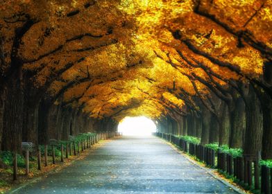 Beautiful road path autumn