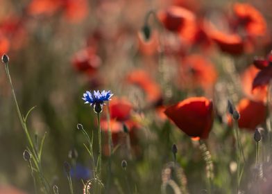 Red poppie field