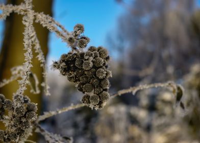 Frost covered berries