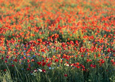 Red poppie field