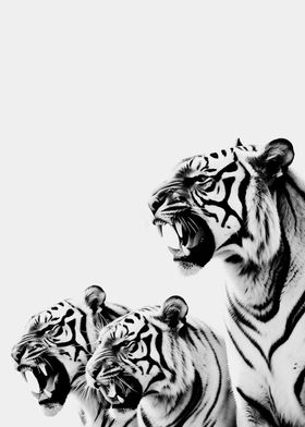 Tigers