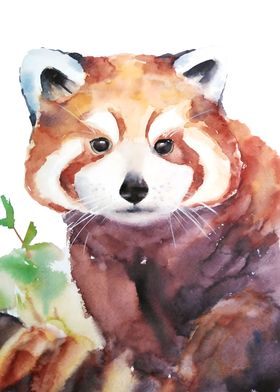 Wild Red Panda