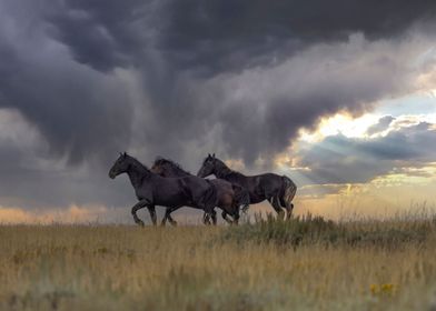 Wild Horses of Wyoming