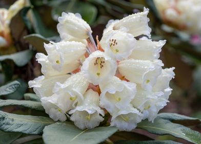 Rhododendron White Flower