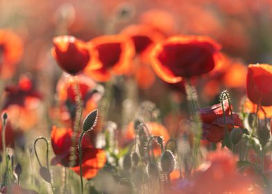 Red poppie field