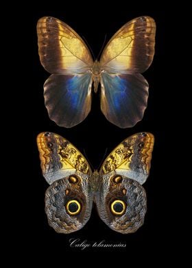 Butterfly CaligoTelamonius