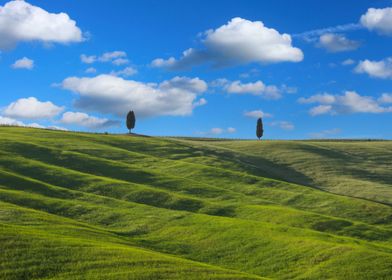 Cypress trees in ValDorcia