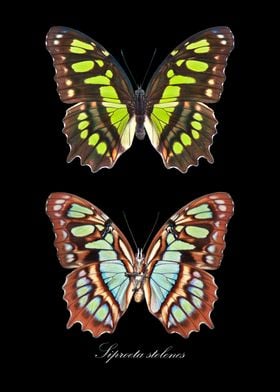 Butterfly SiproetaStelenes