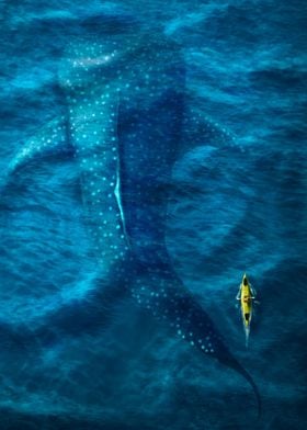 The Whale Shark