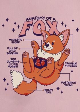 Anatomy of A Fox